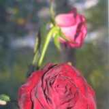 Untitled-18