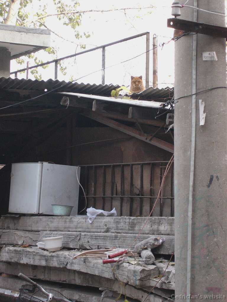 L1000493_Alleycat