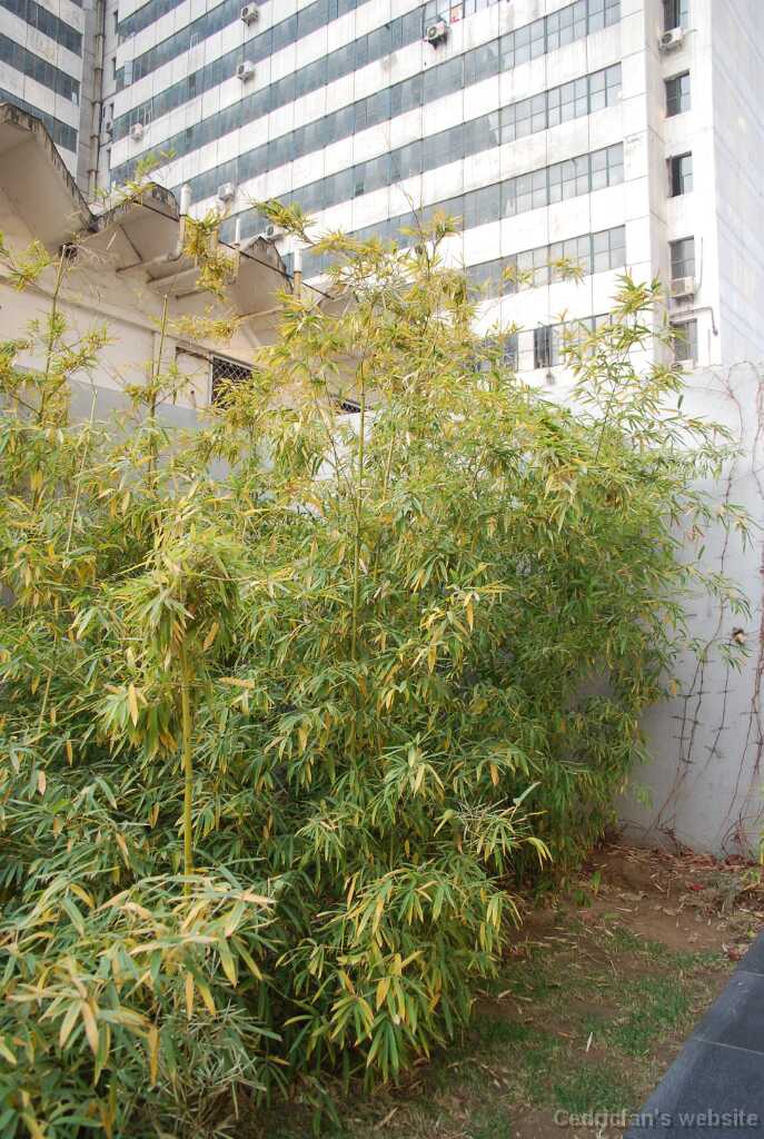 DSC_0113_bamboo