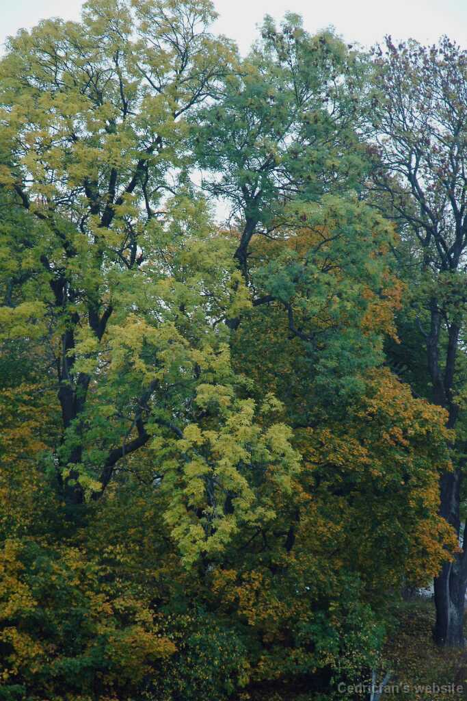 DSCF1008
