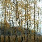 DSCF1146