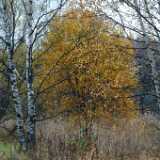 DSCF1149