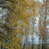 DSCF1152