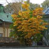 DSCF0987