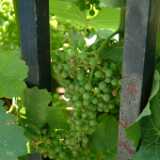DSCF0465