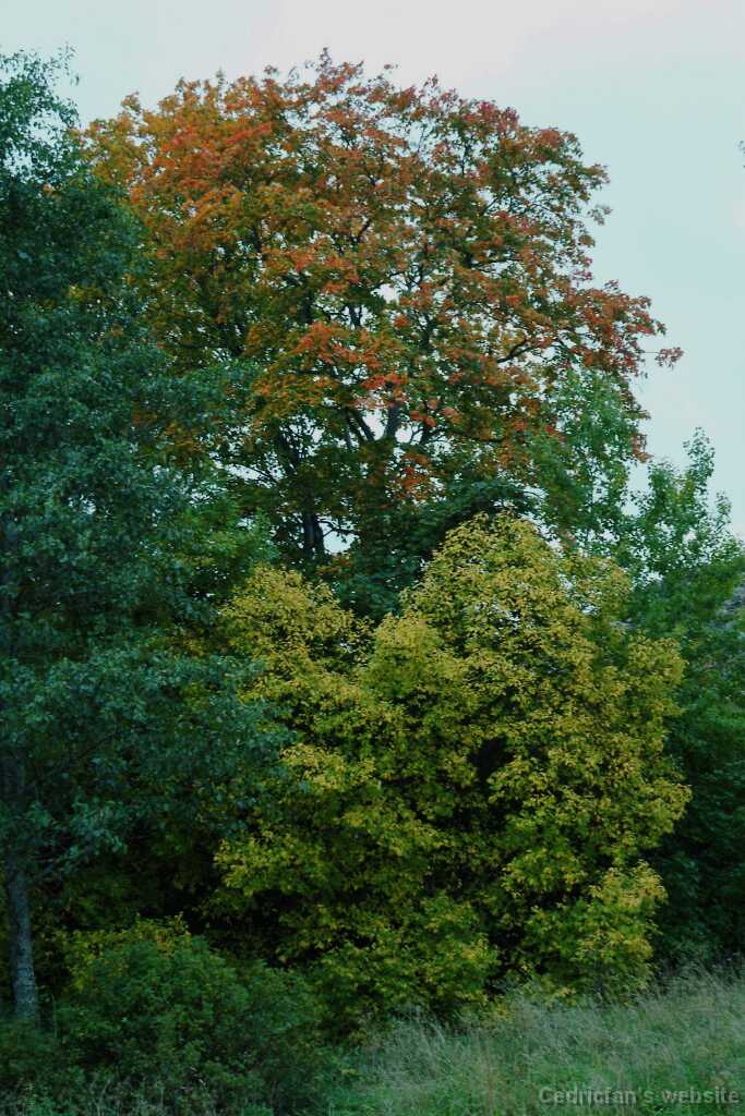 DSCF0834