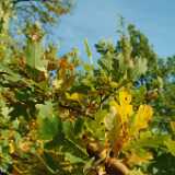 DSCF0874