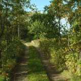 DSCF0878
