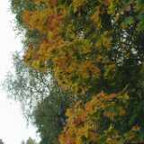 DSCF0887
