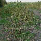 DSCF0888