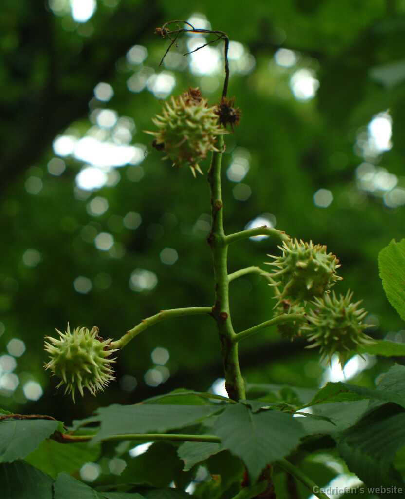 DSCF0645