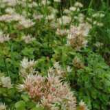 DSCF0549