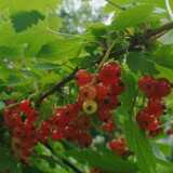 DSCF0558