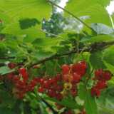 DSCF0559