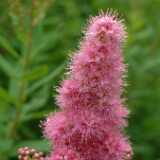 DSCF0590