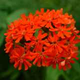 DSCF0620