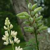 DSCF0622