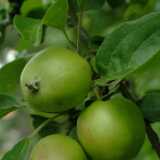 DSCF0637a