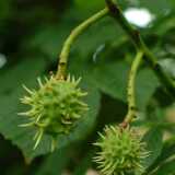 DSCF0650