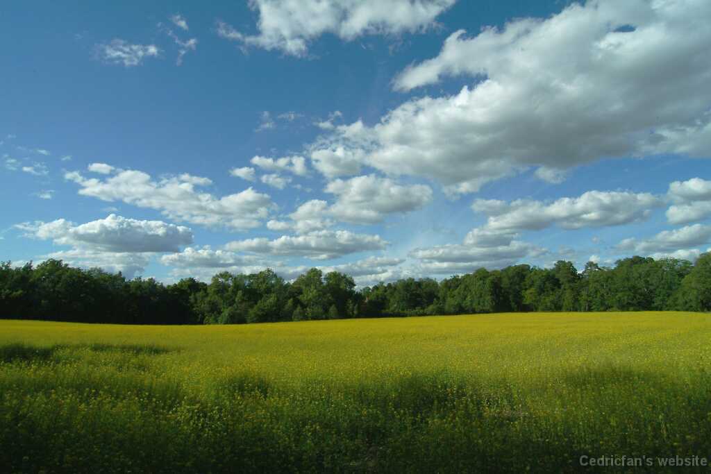 DSCF0704