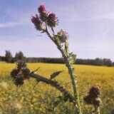 Ruissalo01