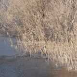 07 Snow in January 2