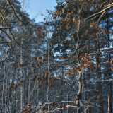 07 Snow in January 3