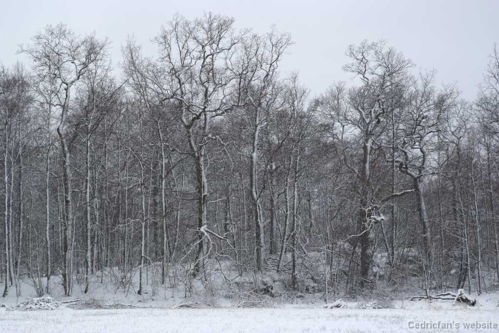 DSCF0485