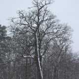 DSCF0484