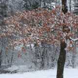 DSCF0503