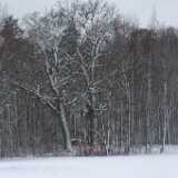 DSCF0504