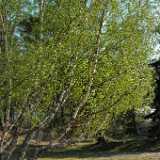 DSCF1449
