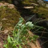 DSCF1451