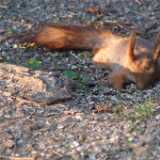 1DSCF0954
