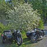 Cherry Blossom vehicles