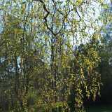 Ruissalo 040508