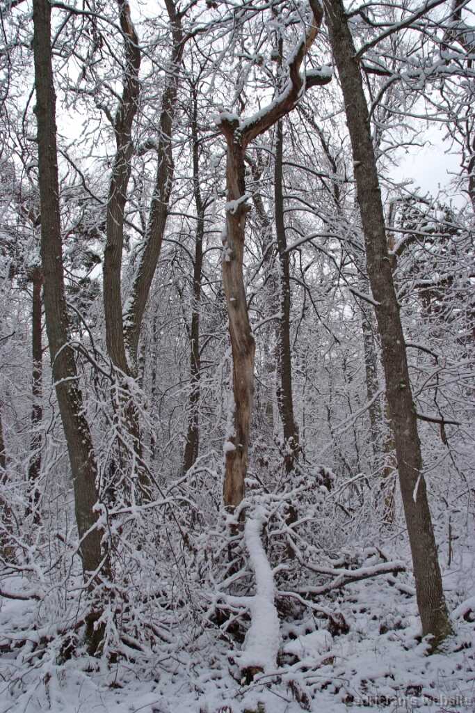 DSCF3442