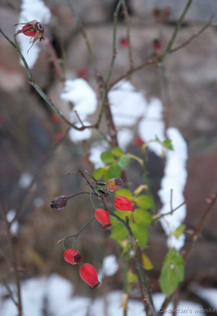 DSCF3449