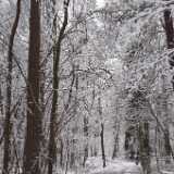 DSCF3439