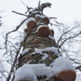 DSCF3457