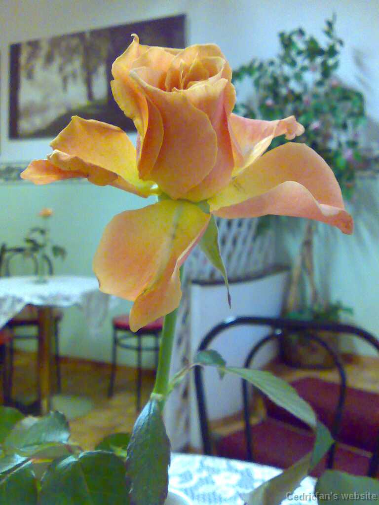Rosae