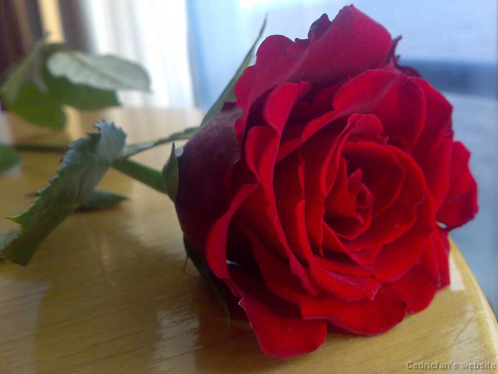Rosae2