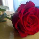 Rosae2