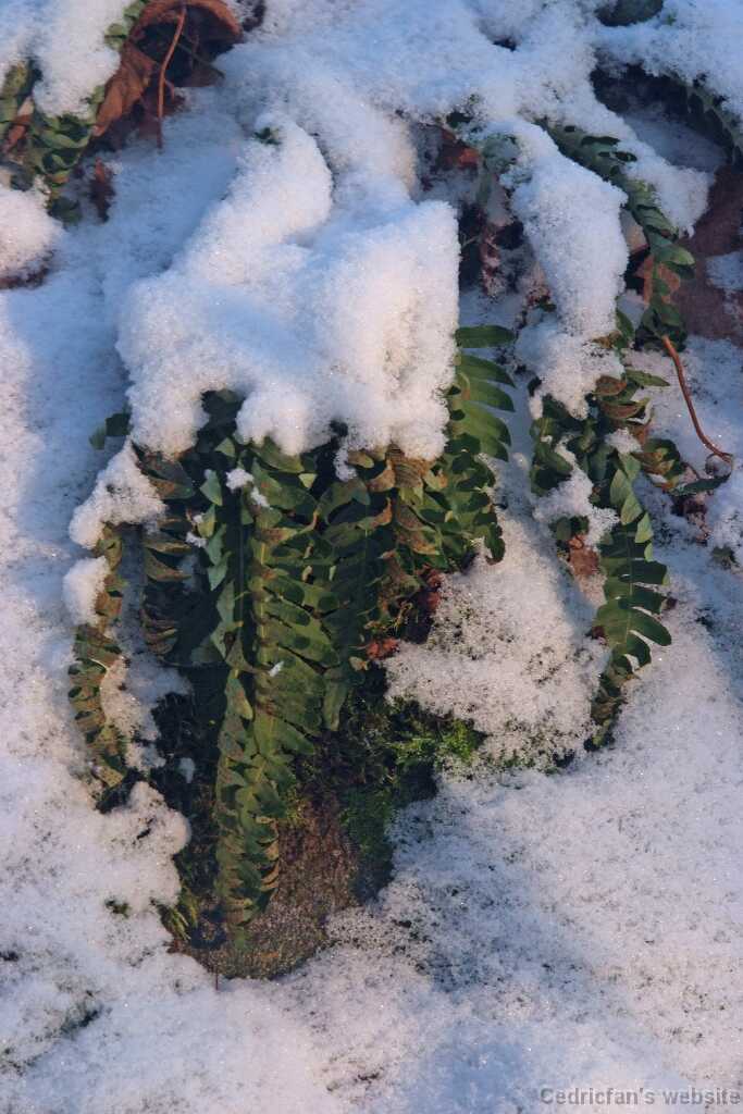DSCF3677