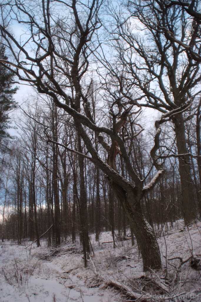 DSCF3707