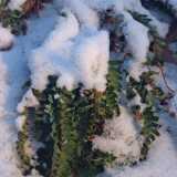DSCF3677