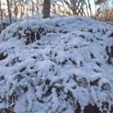 DSCF3681