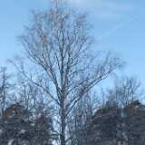 DSCF3685