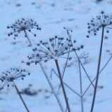 DSCF3688a