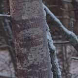 DSCF3694